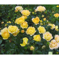 Роза Еллоу Фейри (Yellow Fairy) (почвопокровные)